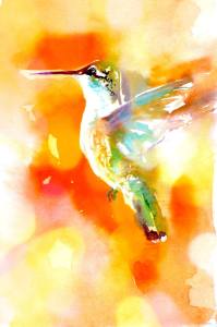 Janet hummingbird3